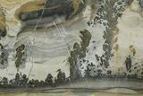 Triassic Aged Stromatolite Fossil - England #365734-1